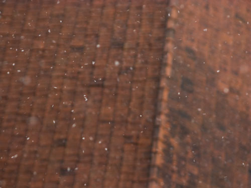 Shanghai Snow